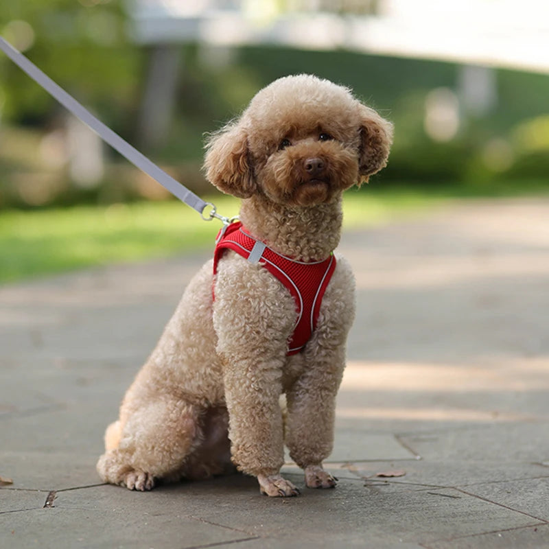 Peitoral Acolchoado para Cães